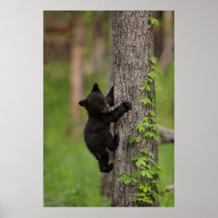 Black Bear Cub Climbing Tree Poster