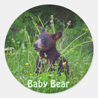 Black Bear Cub eating Dandelions Photo Classic Round Sticker