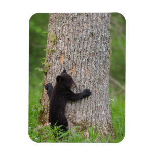 Black Bear Cub Great Smoky Mountains Magnet