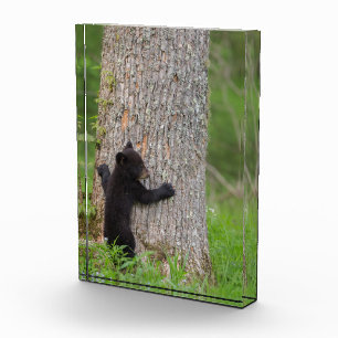 Black Bear Cub Great Smoky Mountains Photo Block