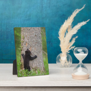 Black Bear Cub Great Smoky Mountains Plaque