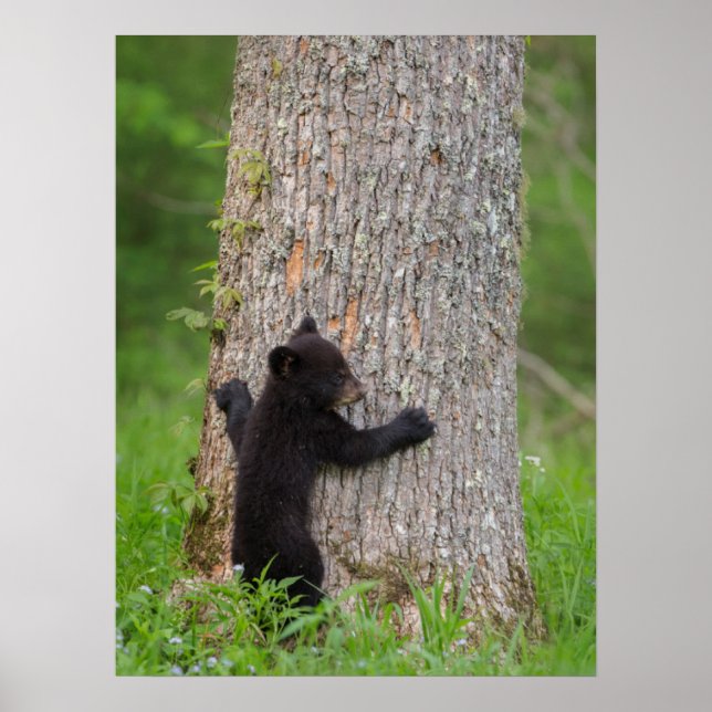 Black Bear Cub | Great Smoky Mountains Poster (Front)
