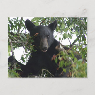 Black Bear Cub in a Tree Postcard