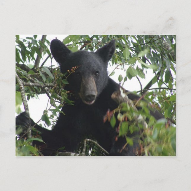 Black Bear Cub in a Tree Postcard (Front)