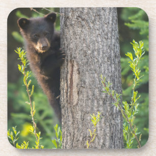 Black Bear Cub in Springtime Coaster
