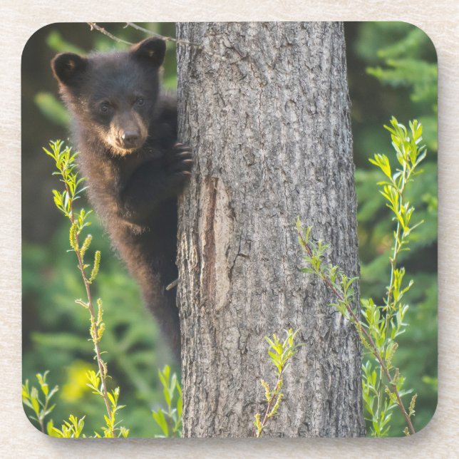 Black Bear Cub in Springtime Coaster (Front)