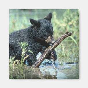 Black Bear-cub in summer marsh Magnet
