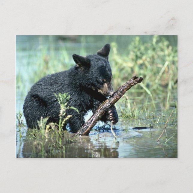 Black Bear-cub in summer marsh Postcard (Front)