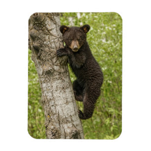 Black Bear cub In Tree Magnet