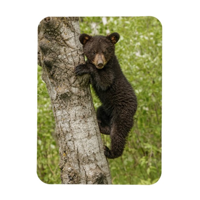 Black Bear cub In Tree Magnet (Vertical)