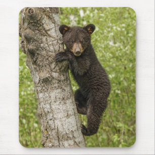 Black Bear Cub in Tree Mouse Pad
