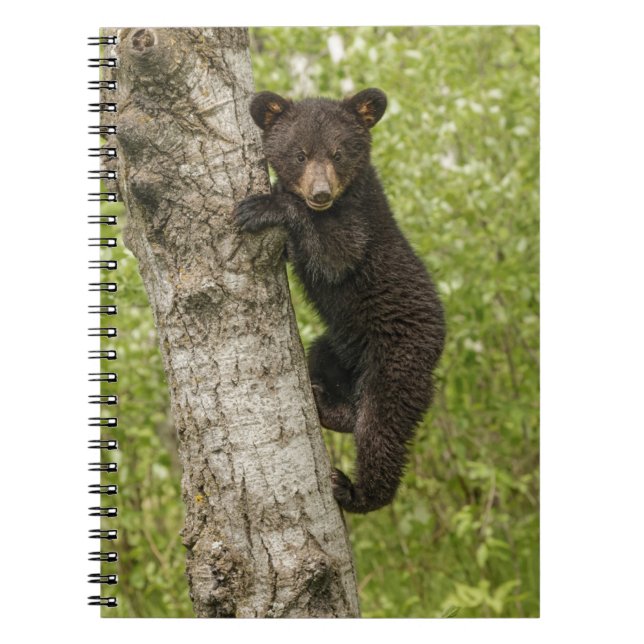 Black Bear cub In Tree Notebook (Front)