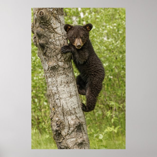 Black Bear Cub in Tree Poster (Front)