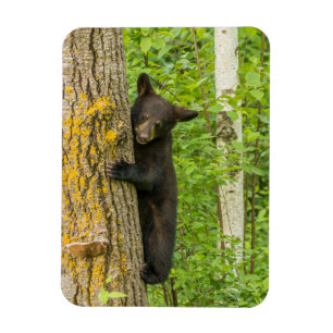 Black Bear Cub Minnesota Magnet