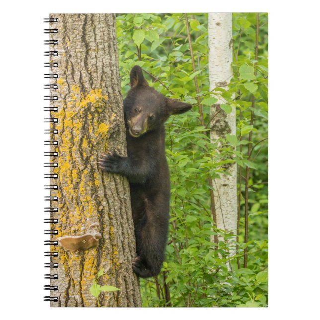 Black Bear Cub | Minnesota Notebook (Front)