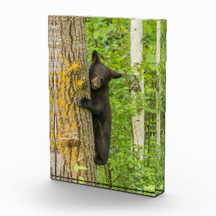 Black Bear Cub Minnesota Photo Block