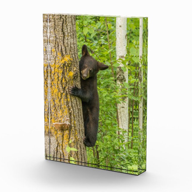 Black Bear Cub | Minnesota Photo Block (Right)