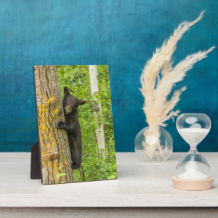 Black Bear Cub   Minnesota Plaque
