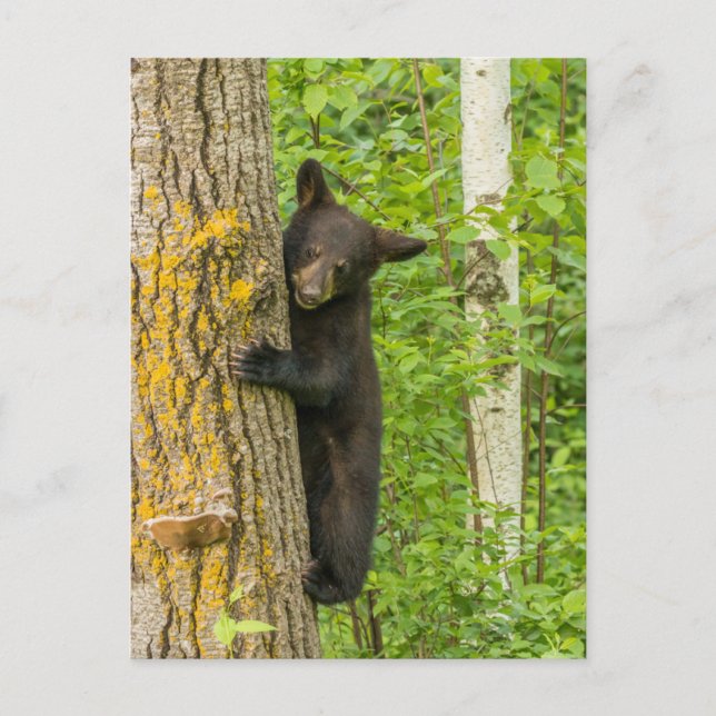 Black Bear Cub | Minnesota Postcard (Front)