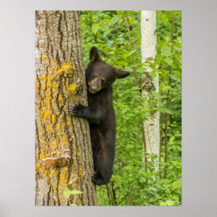 Black Bear Cub Minnesota Poster