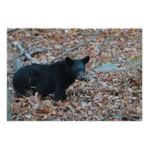 Black Bear Cub Photo Print