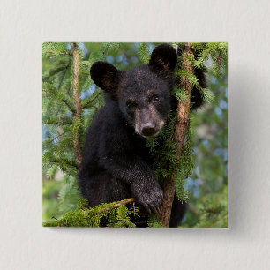 Black Bear Cub Playing in Trees 15 Cm Square Badge
