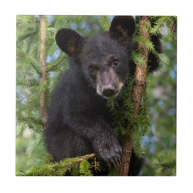 Black Bear Cub Playing in Trees Ceramic Tile (Front)