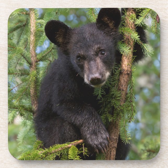 Black Bear Cub Playing in Trees Coaster (Front)
