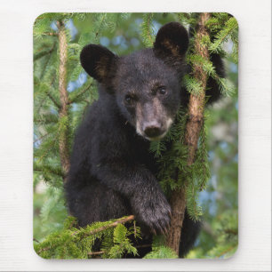 Black Bear Cub Playing in Trees Mouse Pad