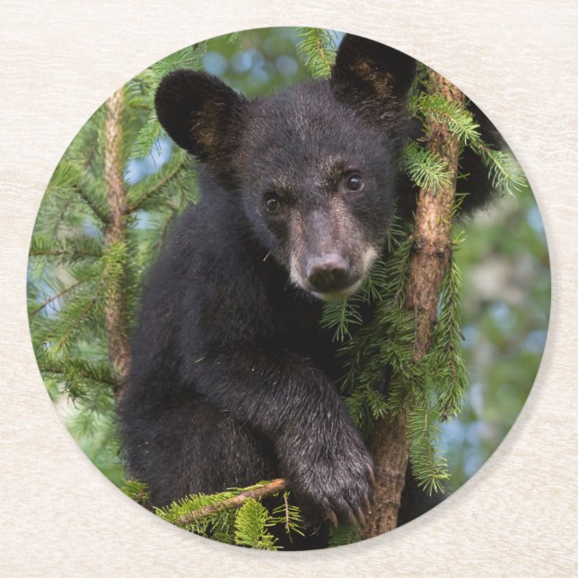 Black Bear Cub Playing in Trees Round Paper Coaster (Front)