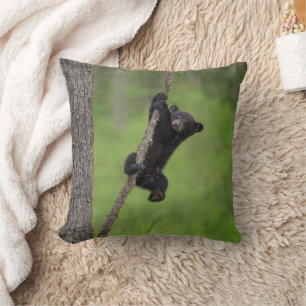 Black Bear Cub playing on Tree Limb Cushion