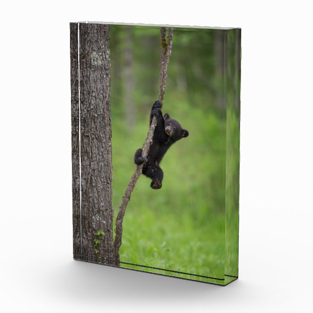 Black Bear Cub playing on Tree Limb Photo Block (Right)
