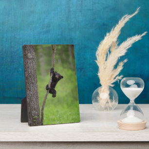 Black Bear Cub playing on Tree Limb Plaque