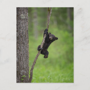 Black Bear Cub playing on Tree Limb Postcard