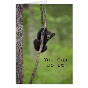 Black bear cub playing, Tennessee