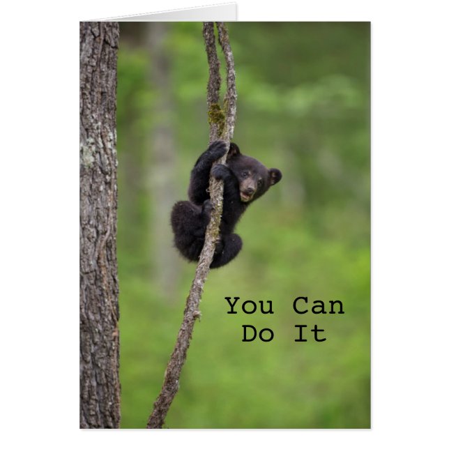 Black bear cub playing, Tennessee (Front)