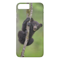 Black bear cub playing, Tennessee