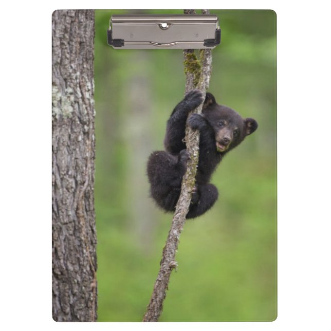 Black bear cub playing, Tennessee Clipboard (Front)