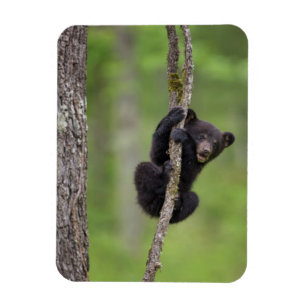 Black bear cub playing, Tennessee Magnet