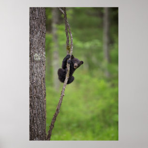 Black bear cub playing, Tennessee Poster