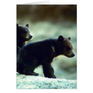 Black Bear cubs