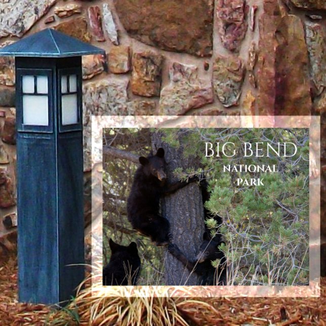 Black Bear Cubs Climbing Pine Tree Big Bend NP Postcard (Creator Uploaded)