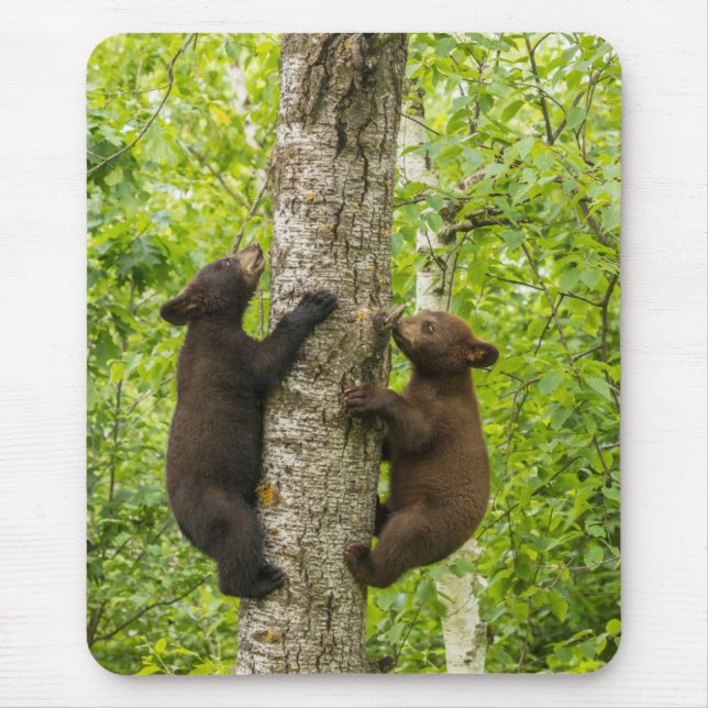 Black Bear Cubs Climbing Tree Mouse Pad (Front)