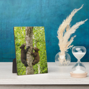 Black Bear Cubs Climbing Tree Plaque