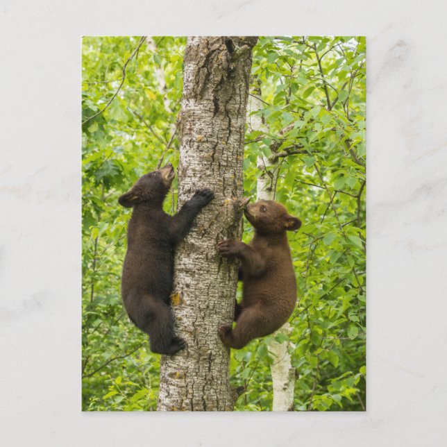 Black Bear Cubs Climbing Tree Postcard (Front)