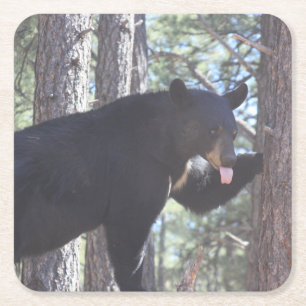 Black Bear Drink Coaster