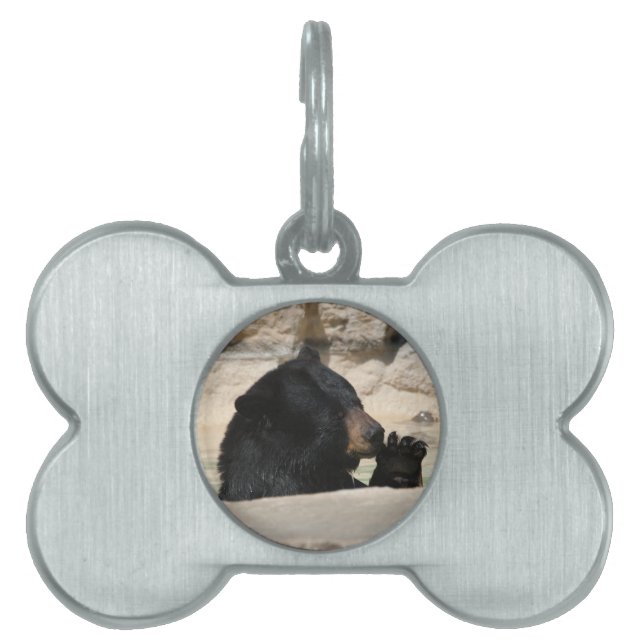 Black Bear enjoying a cool dip Pet Tag (Front)