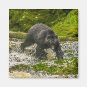 Black Bear Fishing   Qua Creek British Columbia Magnet