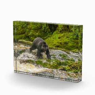 Black Bear Fishing Qua Creek British Columbia Photo Block