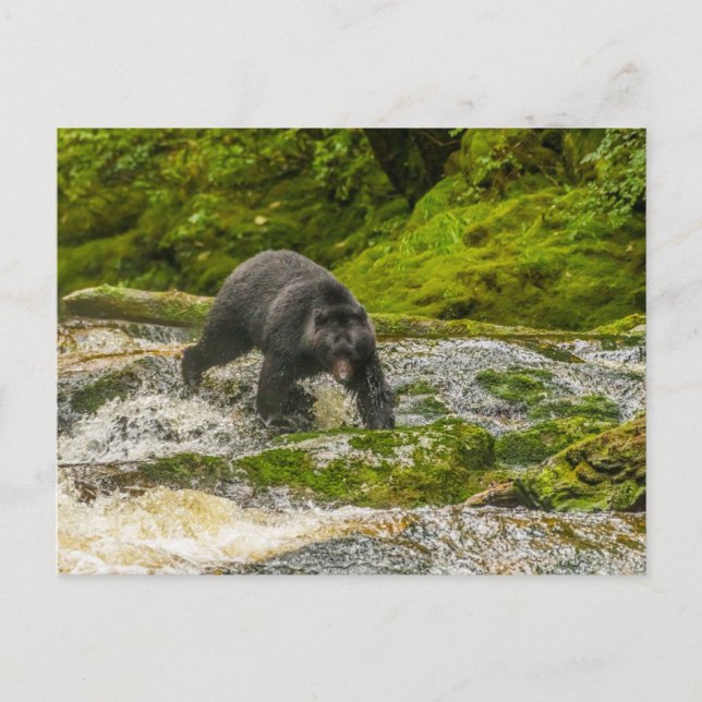 Black Bear Fishing | Qua Creek British Columbia Postcard (Front)